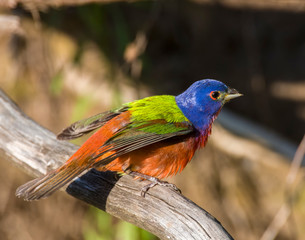 Male Painted Bunting