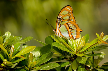 Beautiful malachite (Siproeta stelenes) butterfly