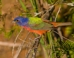 Male Painted Bunting