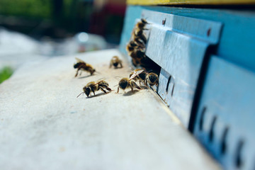 Blurred image of bees in a beehive. Blurred image of bees in a beehive. Beekeeping, insects, apiary concept.