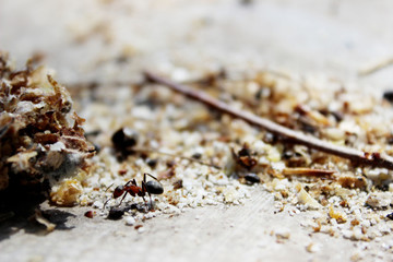Blurred image of an ant crawling on the sand. Ant outdoors. Insects, nature concept.