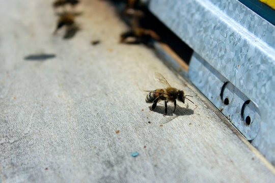 Blurred image of bees in a beehive. Blurred image of bees in a beehive. Beekeeping, insects, apiary concept.