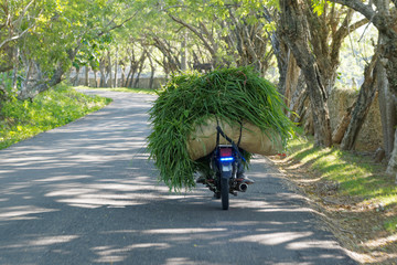 Man farmer carries grass on a motorcycle. Rear view.
