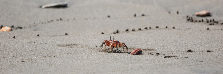 Snowy egret Egretta thula crab
