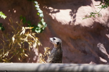 Meerkat suricatta inhabits the Kalahari and Namib desert region in Africa.