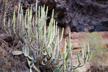 Euphorbia on rocky slopes of ravine on Tenerife