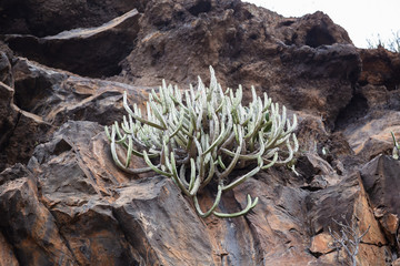 Euphorbia on rocky slopes of ravine on Tenerife
