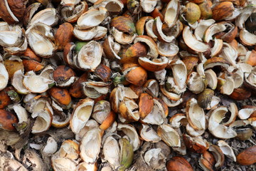 clams in the market