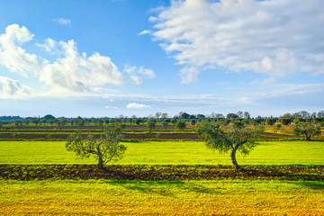 Fototapeta na wymiar Two olive trees and countryside panorama in Tuscany. Cecina, Livorno, Italy