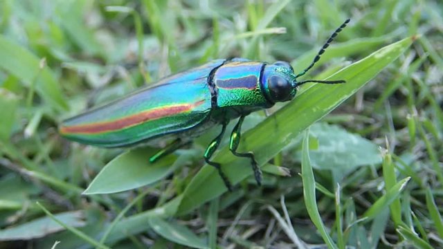 希少な昆虫タマムシ、金属光沢の美しい羽を持つ為に宝石昆虫として人気が高く乱獲されて、今では珍し昆虫の一種．