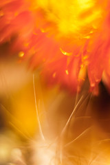 Defocused wallpaper for smartphone. Colorful blurred background with macro flowers.