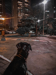 people walking on the street at night