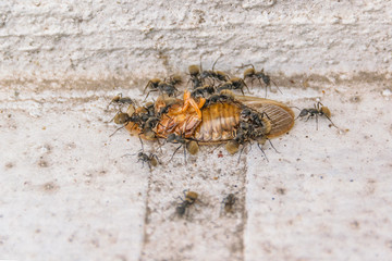 Ants Eating Cockroach at Outdoor Ground