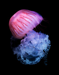 The Purple-striped Jellyfish (Chrysaora colorata) isolated on black background