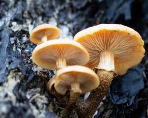 shot with visualization yellow mushroom blades