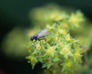 fly placed on group of yellow flowers