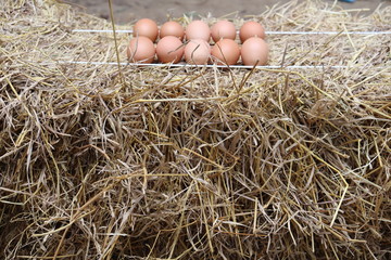 eggs in nest