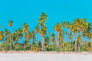 Big palm trees on white sandy beach