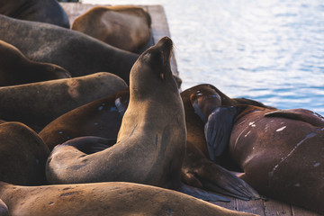 Sea lions in Pier 39, San Francisco, state of California, United States.