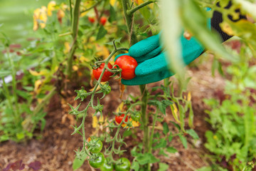 Gardening and agriculture concept. Woman farm worker hand in glove picking fresh ripe organic tomatoes. Greenhouse produce. Vegetable food production. Tomato growing in greenhouse