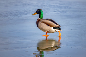 Wild duck, mallard walking in winter on the ice
