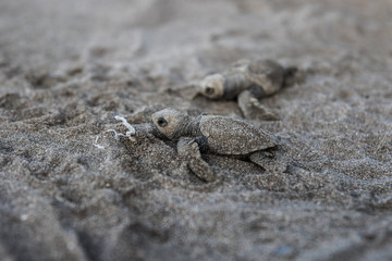 Baby  sea turtle Lora Costa Rica