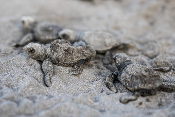 Baby  sea turtle Lora Costa Rica