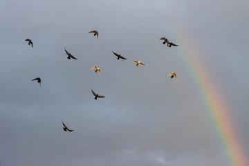 pigeons fly against the sky and rainbow