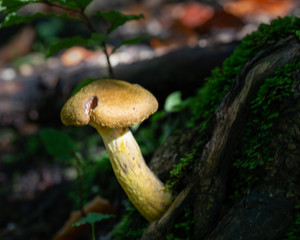 classic mushroom raised on an inclined plane