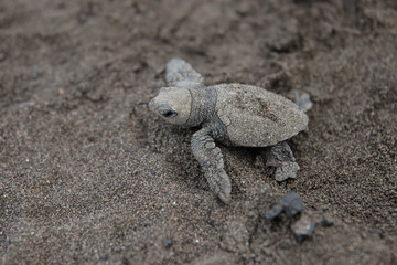 Baby  sea turtle Lora Costa Rica