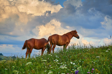 Horses graze in a meadow in the mountains, sunset in carpathian mountains - beautiful summer landscape, bright cloudy sky and sunlight, wildflowers