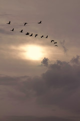 Flock of sandhill cranes flying at sunset