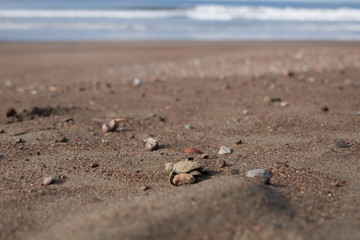 Fototapeta na wymiar Baby sea turtle Lora Costa Rica
