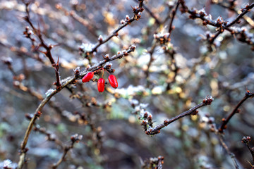 Berberis thunbergii shrub winter frozen ice crystals red fruits