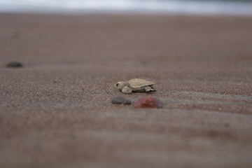 Baby  sea turtle Lora Costa Rica
