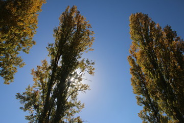 Obraz premium trees and blue sky