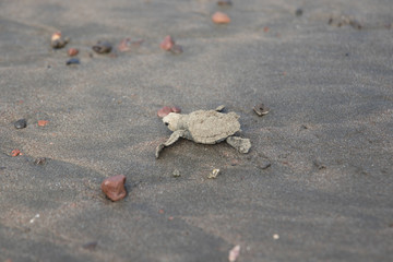 Baby  sea turtle Lora Costa Rica