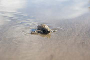Baby  sea turtle Lora Costa Rica