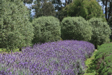 Obraz premium lavender field in provence france