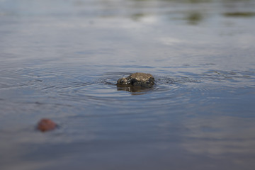 Baby  sea turtle Lora Costa Rica