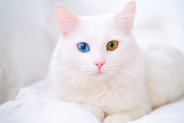 White cat with different color eyes. Turkish angora. Van kitten with blue and green eye lies on white bed. Adorable domestic pets, heterochromia. - Powered by Adobe