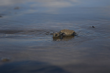 Baby  sea turtle Lora Costa Rica