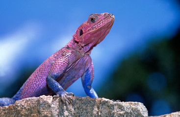 Stahlblaue Felsenagame, Fliederagame (Agama mwanzae) - Mwanza flat-headed rock agama, Spider-Man...