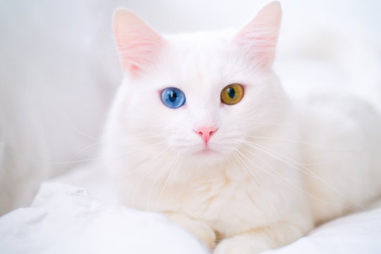 White cat with different color eyes. Turkish angora. Van kitten with blue and green eye lies on white bed. Adorable domestic pets, heterochromia.