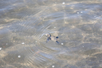 Baby  sea turtle Lora Costa Rica