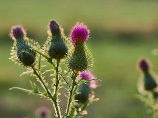 thistle in field