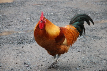 portrait of a rooster