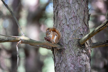 squirrel on a tree