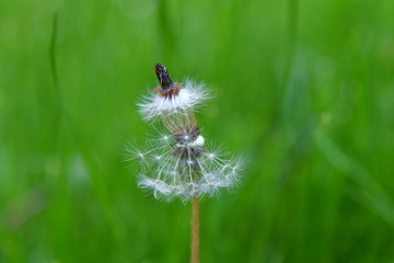 Pusteblume mitten in der grünen Wiese.