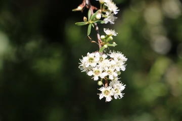 flowers of a tree